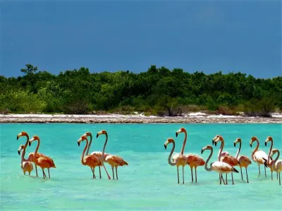 Flamingos Holbox